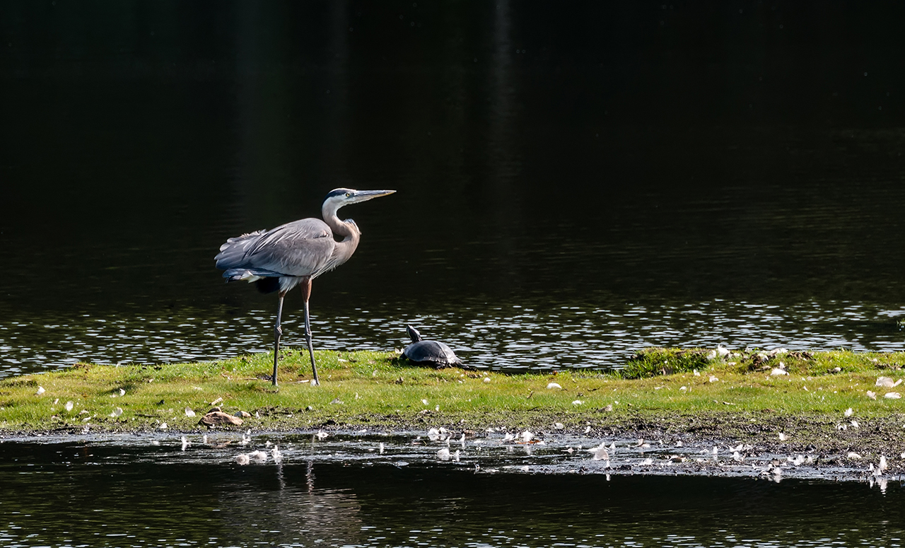 Great Blue Heron basking in the sun at False Cape State Park